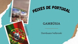 Peixes de Portugal  Gambúsia  Gambusia holbrooki EP 6 [upl. by Zebadiah]