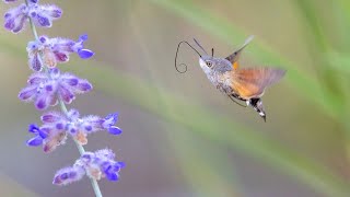 Taubenschwänzchen Schmetterlinge beim Nektar sammeln  Pigeontails butterflies collecting nectar [upl. by Anallise]