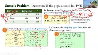 Hardy Weinberg Law and the Static Population [upl. by Crescint]