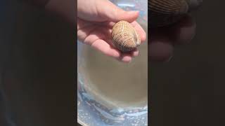 Busy Bivalves  Padre Island Life Shorts LearnwithUs STEAMfamilyfun Bivalve Clam [upl. by Llednahc]