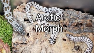 Introduction to the IncompleteDominant Arctic Morph Western Hognose [upl. by Kotto115]