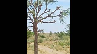 Prosopis Cineraria plants nature [upl. by Wagner]