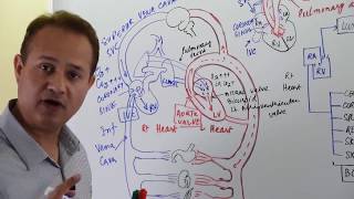 General Principles of Hemodynamics [upl. by Bekah476]