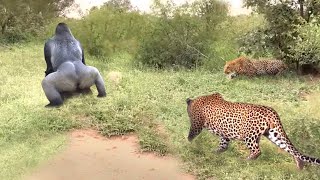 Baboon Vs Leopard The Baboon Revenge When The Leopard Invades Its Territory [upl. by Ayk]