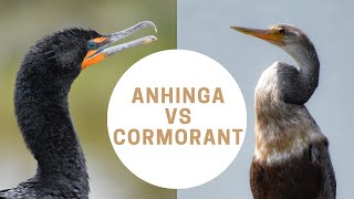 Anhinga vs Cormorant  Anhinga or Cormorant  Snakebird [upl. by Schroeder158]