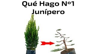 Del Vivero a Bonsai  Junípero  Qué Hago Nº1 [upl. by Kiyoshi]