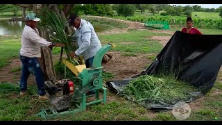 ¿Cuáles son los beneficios del pasto Cuba 22  La Finca de Hoy [upl. by Marguerita610]