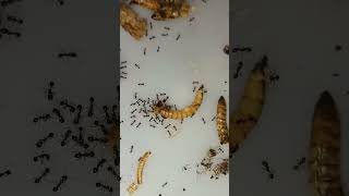 Solenopsis Geminata hybrid × Invicta  Solenopsis ants antkeeping viralvideo fireants [upl. by Rojas]