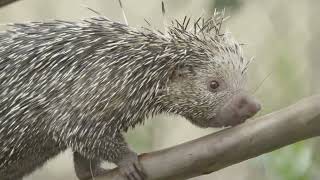 A prickly prehensiletailed porcupine with a boopable snoot  SDZ Wildlife Explorers Basecamp [upl. by Bryn331]