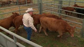 Setting Up Your Cattle Handling Facility [upl. by Turnheim]