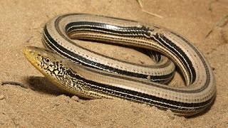 The Enigmatic Slender Glass Lizard Fragile Beauty in North Americas Grasslands [upl. by Elok]