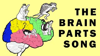 Parts of the Brain Song [upl. by Sedlik]