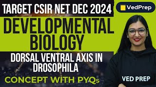 Developmental Biology  Dorsal Ventral Axis Drosophila  CSIR NET DEC 2024  VedPrep Biology Academy [upl. by Genny]