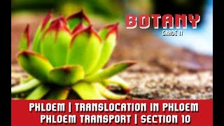 Transport In Plants  Phloem  Translocation in Phloem  Phloem Transport  Section 10 [upl. by Ozen]