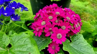 Cineraria flower [upl. by Forland]