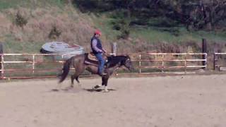 Berry Sweet Whizard grullo reining horse [upl. by Aizatsana]