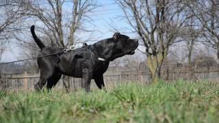 Black Presa Canario male [upl. by Ativel]