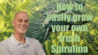 How to easily grow you own fresh Spirulina [upl. by Kawasaki812]