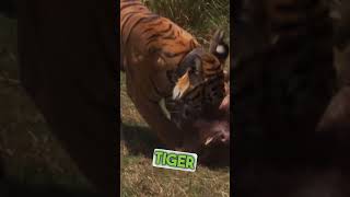 Grizzly Bear VS Siberian Tiger  Who Wins 🔥⚔️ [upl. by Zil]