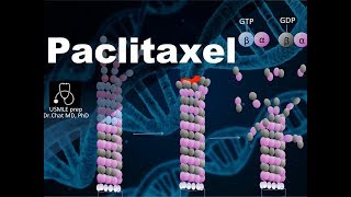 Paclitaxel Mechanism of action⑦ [upl. by Stieglitz]