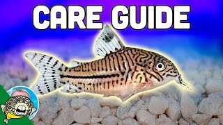 Cory Catfish Care Guide  Aquarium CoOp [upl. by Brennen682]