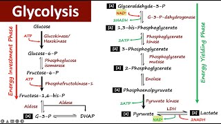 Glycolysis  Carbohydrate Metabolism  Biochemistry [upl. by Enilegna]