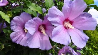 HIBISKUS  RÓŻA CHIŃSKA [upl. by Audun]