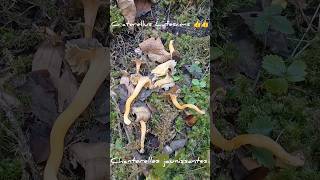 La Chanterelle Jaunissante Craterellus Lutescens 👍👍 mushroom fungi automne nature alpes forêt [upl. by Dorweiler]