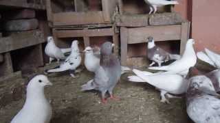 PIGEONS NU BIMARIA TO DOOR KARAN LAI DESI MEDICINE BY SSARWAN SINGH KLER [upl. by Enert]