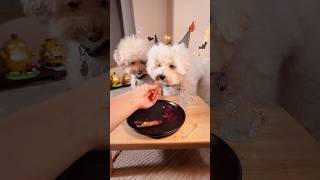 Halloween 🎃 homemade dog treats for pups pups poodlebichonfrise [upl. by Gerfen702]