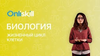 Биология 10 класс  Жизненный цикл клетки [upl. by Tigges]