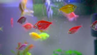 Glofish Tetra Aquarium Look Beautiful [upl. by Amadeo]