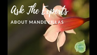 Ask the Experts about Mandevilla [upl. by Ymmat712]