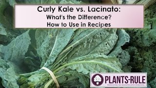 Curly Kale vs Lacinato quotDinoquot Kale Whats the Difference from PlantsRule [upl. by Rains]