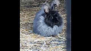 Beautiful Angora rabbits 🐰🐇 rabbit animals farm nature outdoors october bunny cute love [upl. by Arikal711]