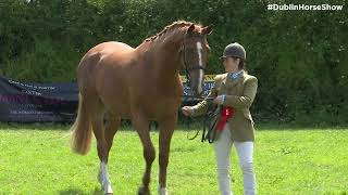 Champion Young Horse at Ballyfoyle [upl. by Norbie111]