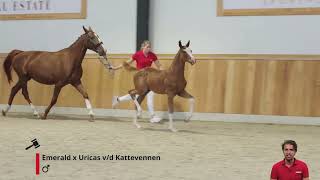 Elmo Field Z Emerald x Uricas van de Kattevennen [upl. by Chelsea]