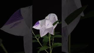 Platycodon with blue stripes has an indescribable temperament flowers art jisoflower nature [upl. by Fanechka]