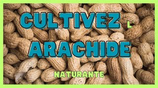 Comment cultiver larachide naturante  CONSEIL \ pour un meilleur rendement TRANSFORMATION [upl. by Theobald]