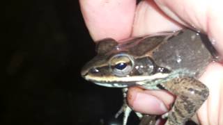 Wood frog release call [upl. by Cato]