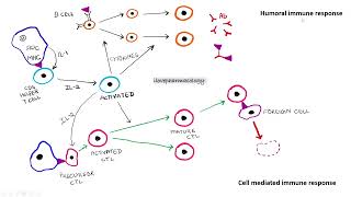 Immunosuppressants PART  1 HUMORAL IMMUNE RESPONSE  CELL MEDIATED IMMUNE RESPONSE [upl. by Ibba]