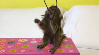 Baby Finger Monkey playing momolove Video 7 [upl. by Ihcelek]