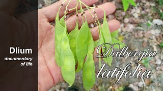 Indian rosewood Dalbergia latifolia  part 6 [upl. by Baum]