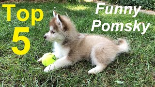 5 funny things Pomskies do five things to expect when you get a Pomsky puppy [upl. by Farnham]