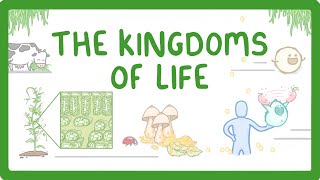 Kingdoms of Life  Animals Plants Fungi Protoctists Bacteria and Viruses 1 [upl. by Yrneh]