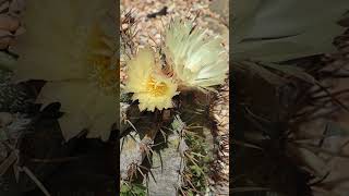 Astrophytum ornatum y Ferocactus pilosus var pilosus [upl. by Enyawed]