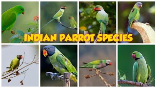 Indian parrots  12 Beautiful Species of Parakeets Found in India  indian parrot species [upl. by Hanford475]