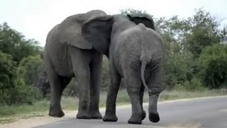 Elephants Fight in Road [upl. by Allesiram211]