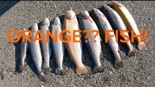 ORANGE FISH Rainbow Trout amp Lightening Trout viral viralvideo foryou fishing fyp trending [upl. by Dnob534]