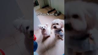 Yong bisaya ang pronounce sa English word 😁 dog pets [upl. by Tena]